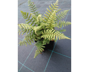 Dryopteris wallichiana