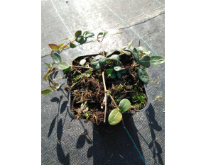 Vinca minor ‘Atropurpurea’