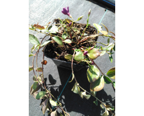 Vinca minor ‘Atropurpurea’