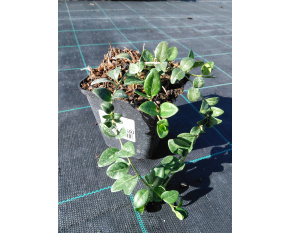 Vinca minor ‘Atropurpurea’