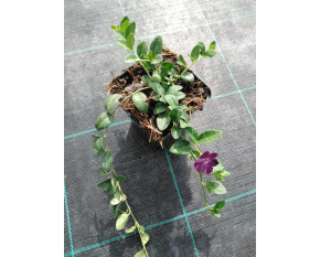 Vinca minor ‘Atropurpurea’