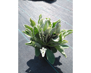 Lychnis coronaria ‘Alba’