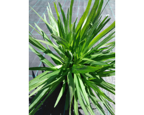 Liatris spicata ‘Alba’