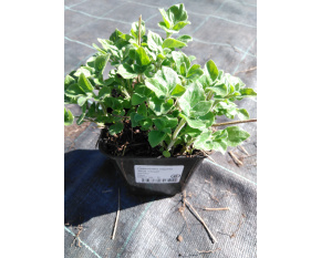 Calamintha nepeta ‘Blue Cloud’