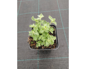 Calamintha nepeta ‘Blue Cloud’