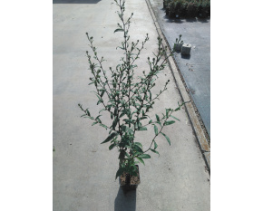 Aster laevis ‘Calliope’