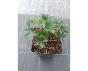 Astrantia major ‘Alba’