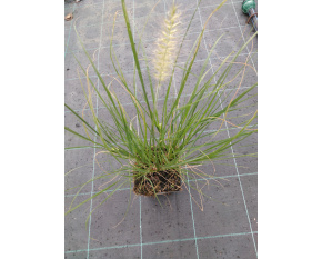 Pennisetum alopecuroides ‘Hameln’