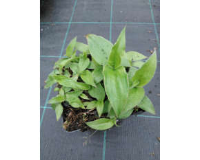 Tricyrtis hirta