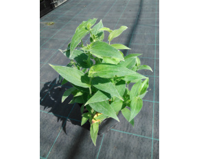 Tricyrtis hirta
