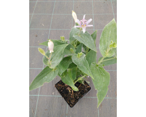 Tricyrtis hirta