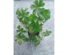 Geranium x cantabrigiense ‘Berggarten’