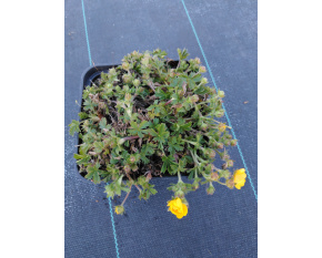 Potentilla crantzii ‘Goldrausch’
