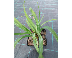 Hemerocallis ‘Bonanza’