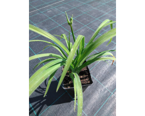 Hemerocallis ‘Bonanza’