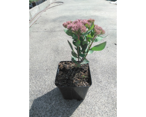 Sedum ‘Mr. Goodbud’