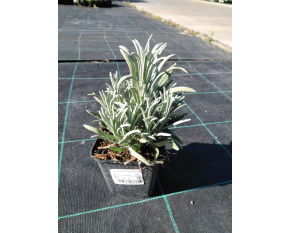 Lavandula angustifolia
