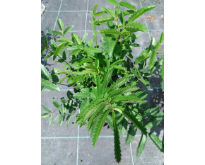 Sanguisorba officinalis ‘Pink Tanna’