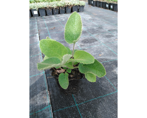 Phlomis russeliana