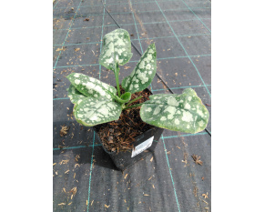 Pulmonaria ‘Moonshine’