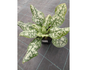 Pulmonaria ‘Moonshine’