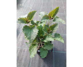 Agastache ‘Blue Fortune’