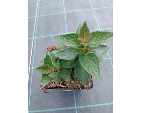 Agastache ‘Blue Fortune’