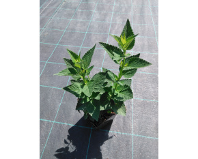 Agastache ‘Blue Fortune’