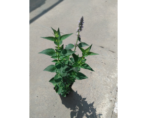 Agastache ‘Blue Fortune’