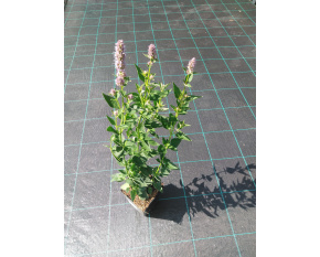 Agastache ‘Blue Fortune’