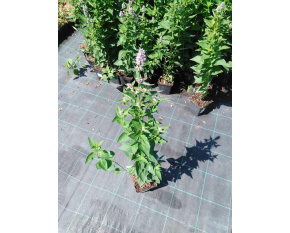 Agastache ‘Blue Fortune’