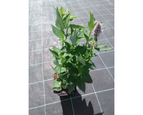 Agastache ‘Blue Fortune’