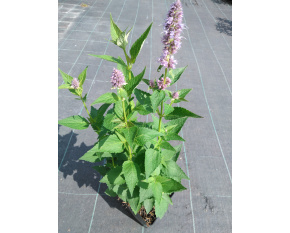 Agastache ‘Blue Fortune’