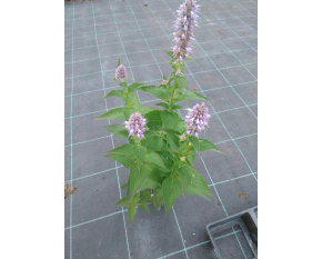 Agastache ‘Blue Fortune’