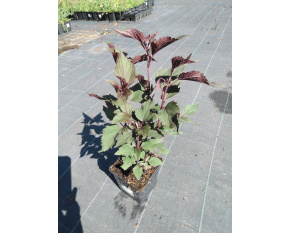 Eupatorium rugosum ‘Chocolate’