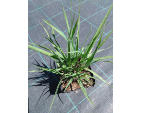 Molinia caerulea ‘Transparent’