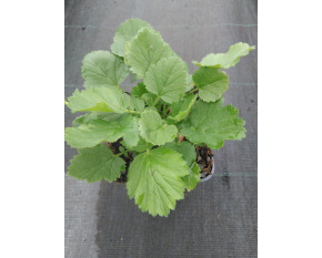 Geum chiloense ‘Feuerball’