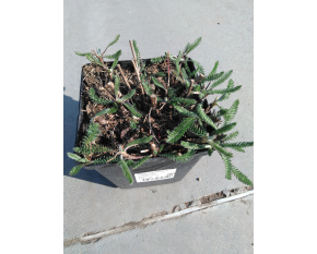 Achillea millefolium ‘Terracotta’