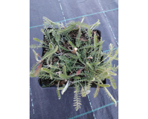 Achillea millefolium ‘Terracotta’