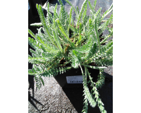 Achillea millefolium ‘Terracotta’