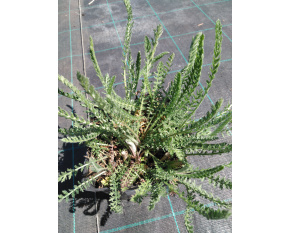 Achillea millefolium ‘Terracotta’