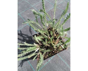 Achillea millefolium ‘Terracotta’