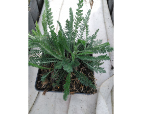 Achillea millefolium ‘Terracotta’