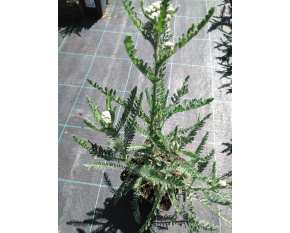 Achillea millefolium ‘Terracotta’