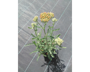 Achillea millefolium ‘Terracotta’