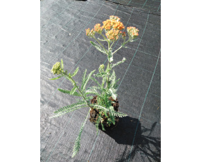 Achillea millefolium ‘Terracotta’