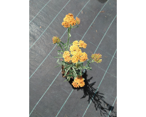 Achillea millefolium ‘Terracotta’