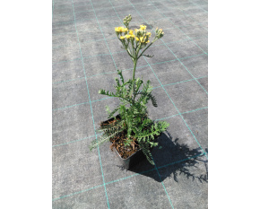 Achillea millefolium ‘Terracotta’