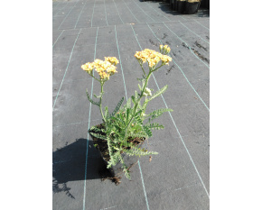 Achillea millefolium ‘Terracotta’