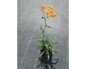 Achillea millefolium ‘Terracotta’